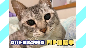 愛猫5歳のFIP治療を支えるプロジェクト のトップ画像
