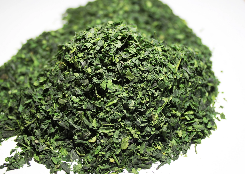 宇治抹茶の原料、碾茶(てんちゃ)の選定