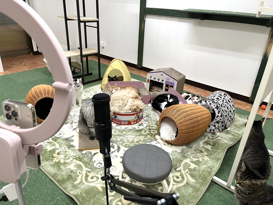 新たな試み「１７LIVE」と里親さん決定！