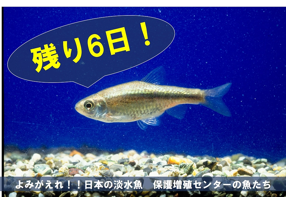 保護増殖センターの魚たち④【クラファン終了まで残り6日】
