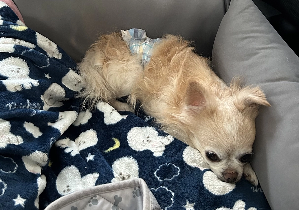 本日は術後1か月検診でした。