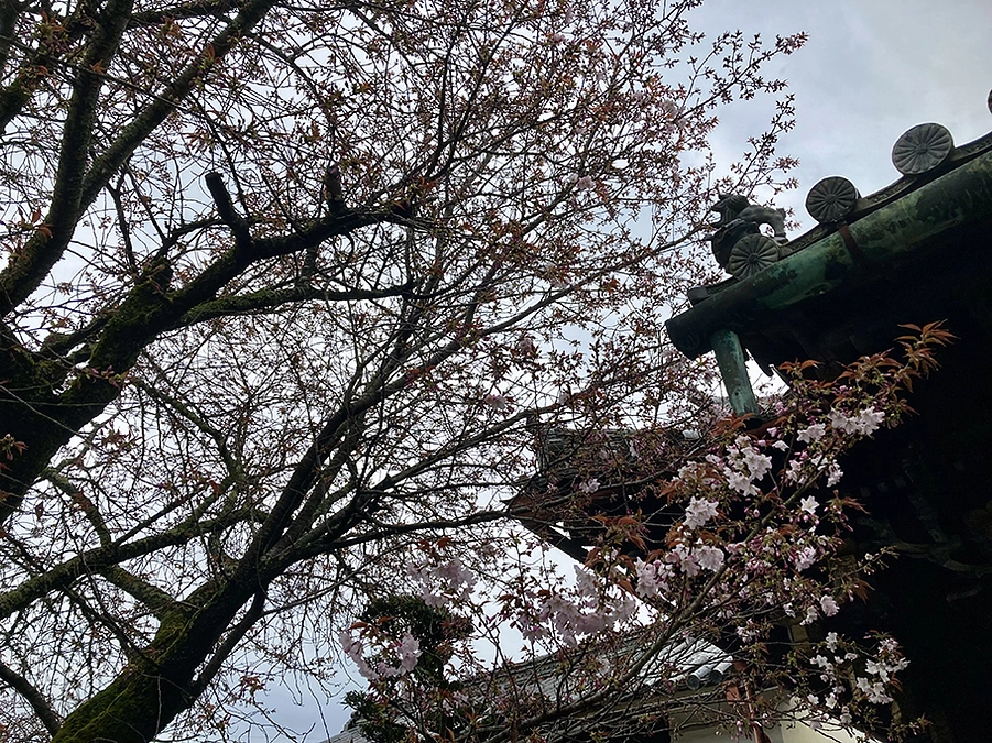 本日より真田庵本堂庫裏部分の修繕工事がはじまりました！