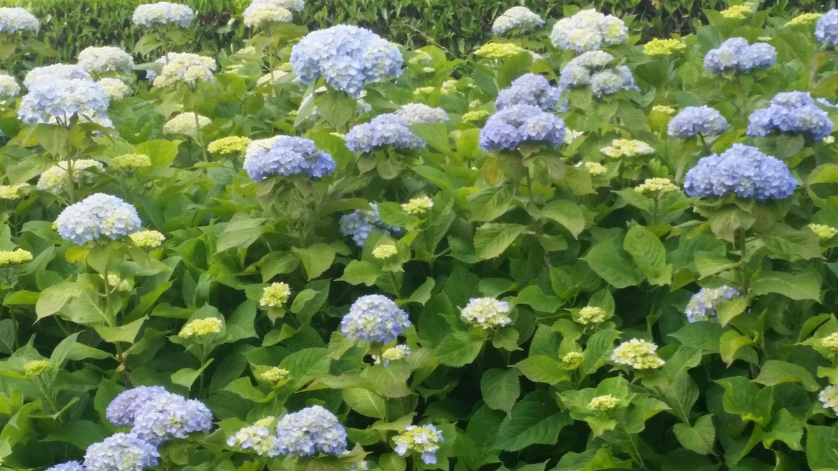 瀬戸内トラストニュース第83号をHPに掲載しました