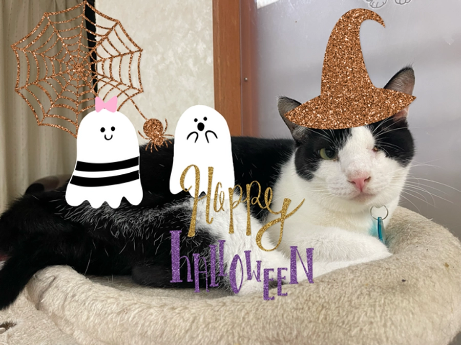 ハロウィンイベントを開催中です！