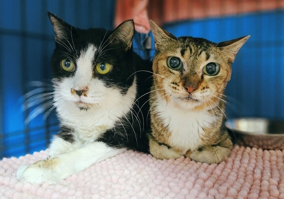 ★ クーちゃん  ★ ユズちゃんとノラちゃん ★ マサちゃん