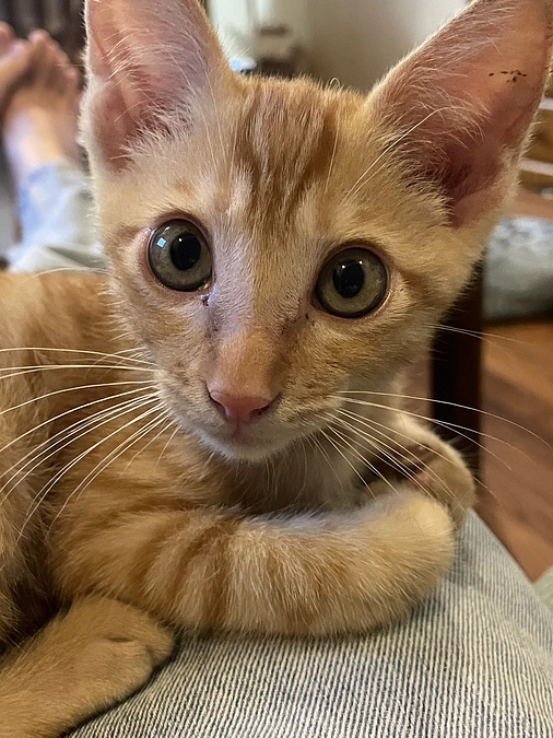 皆様からの応援コメントが本当に嬉しいです｜応援コメントのご紹介②