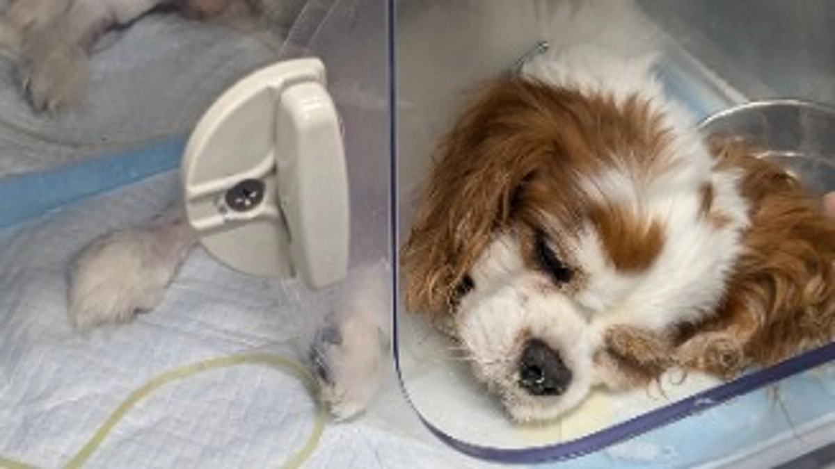 大手術を終えた虎太郎との再会✨️