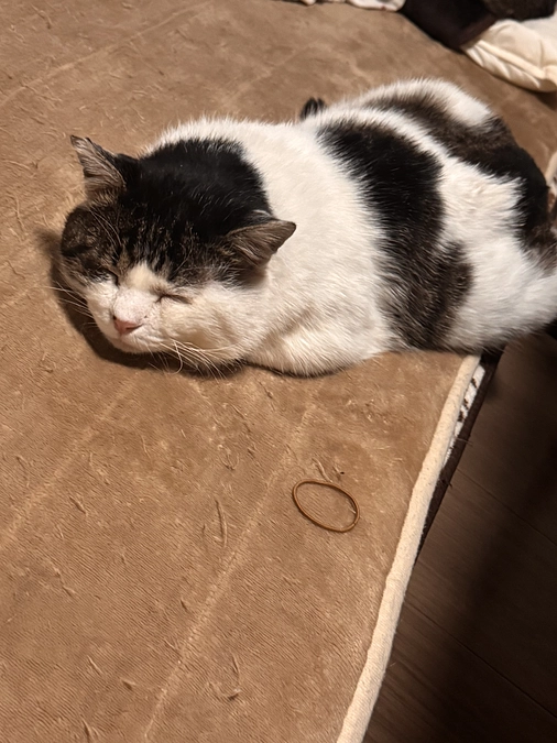 猫風邪が広がってしまいました…