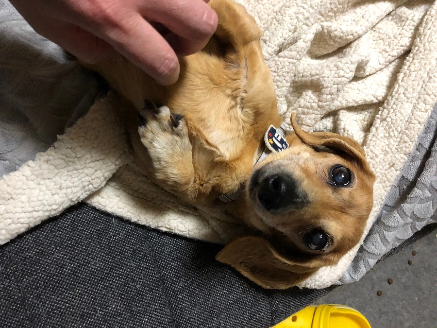 老犬ノアばっちゃんの話