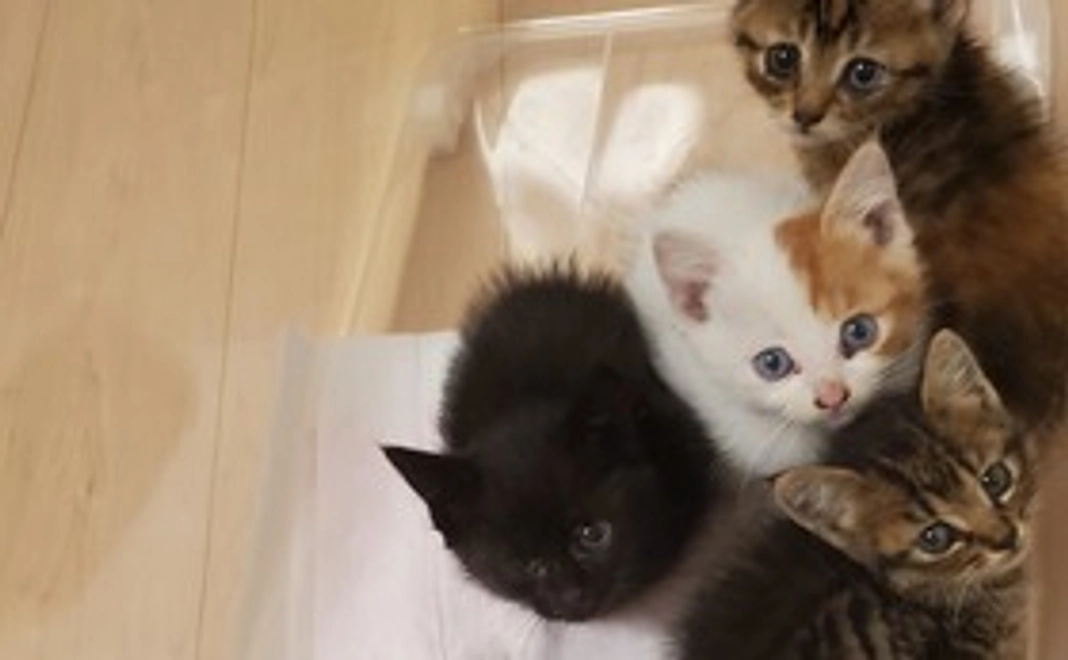 ありきたりな子猫の日常、成長記録！ その2