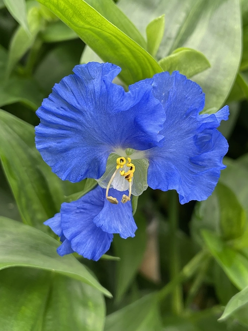 ボタニカルアーティストの京都桜紀行～アオバナと鹿さん1