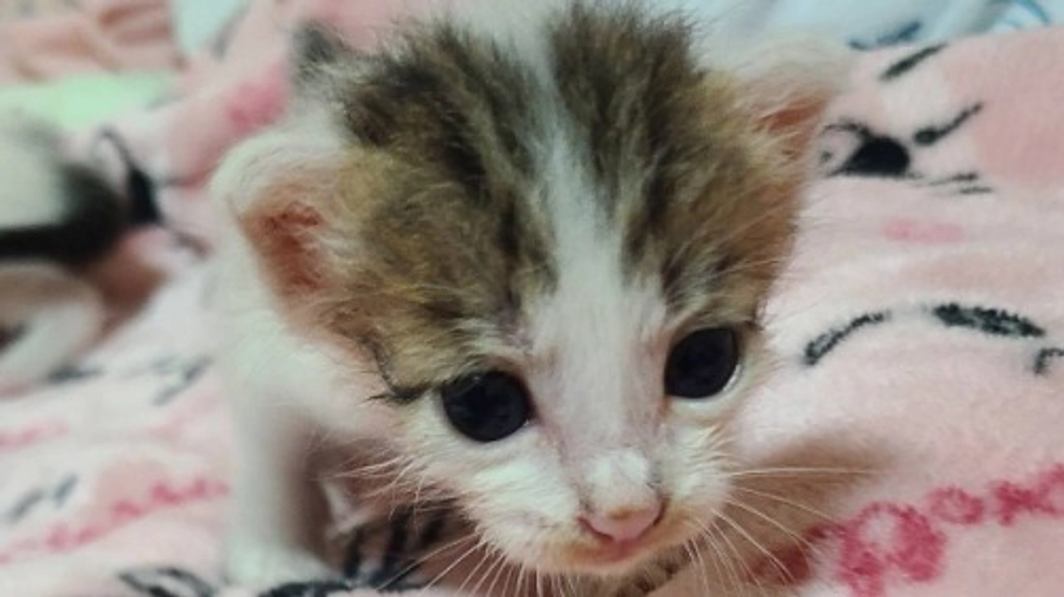 動物の遺棄は犯罪です