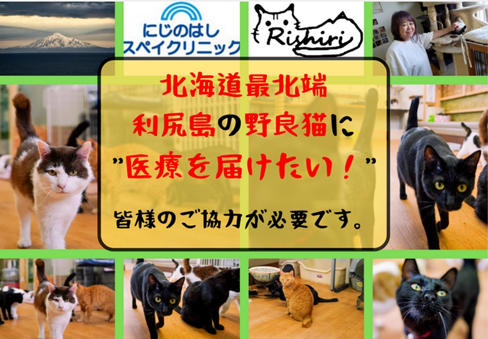 新たなクラウドファンディングに挑戦！離島での臨時動物病院を今年も継続するために！