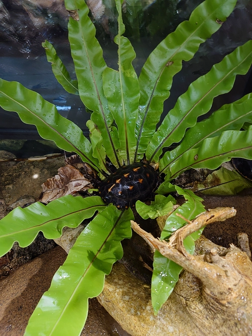 爬虫類館緑化計画part5