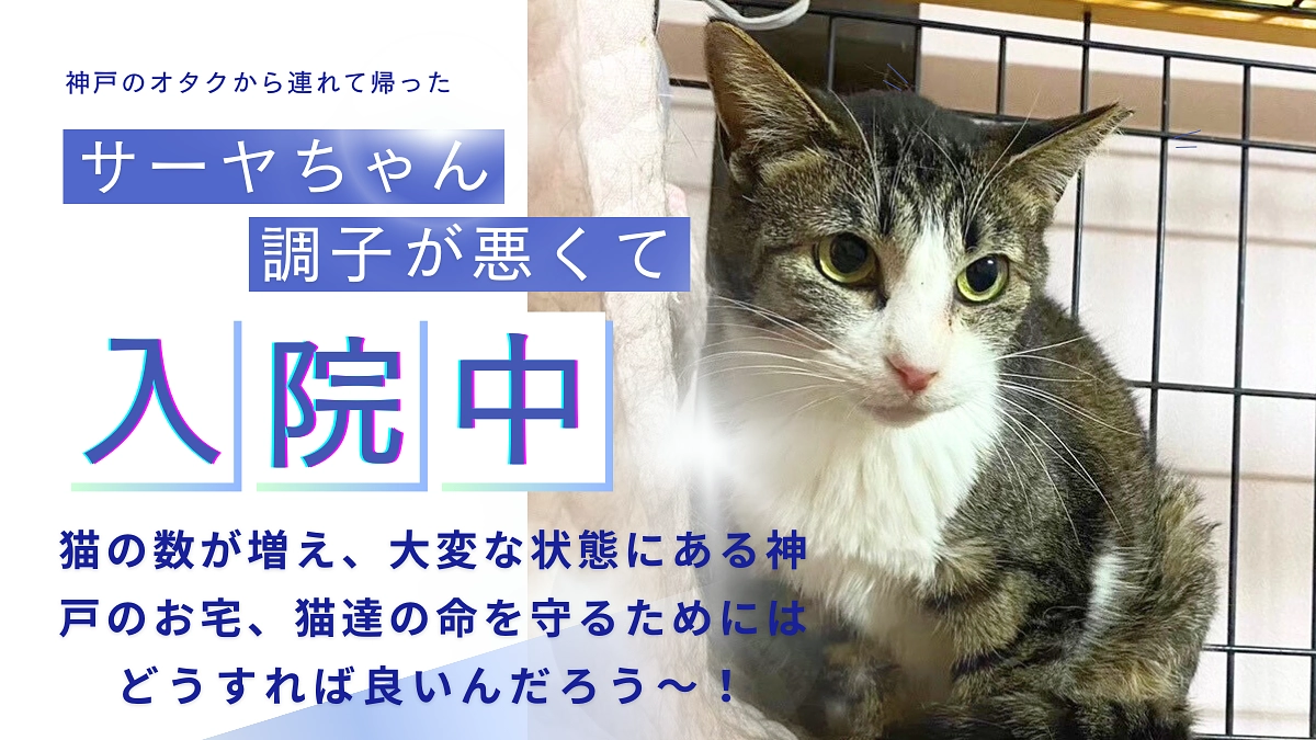 神戸の猫たちの未来を守るために【神戸から連れて帰ったサーヤが又体調不良で入院しています。】