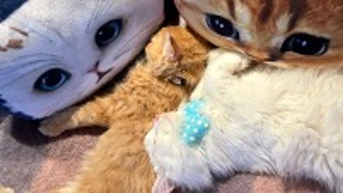 ありがとうございます