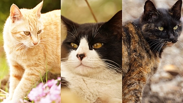 家に住み着いた野良猫ちゃん3匹を助けたい のトップ画像