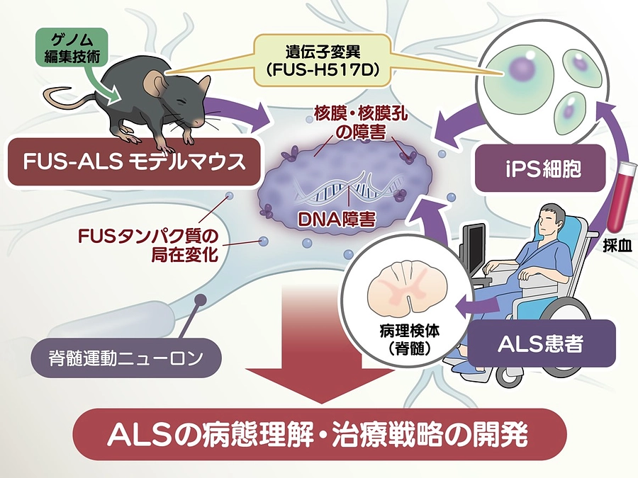 当研究グループの新たな研究論文のお知らせ