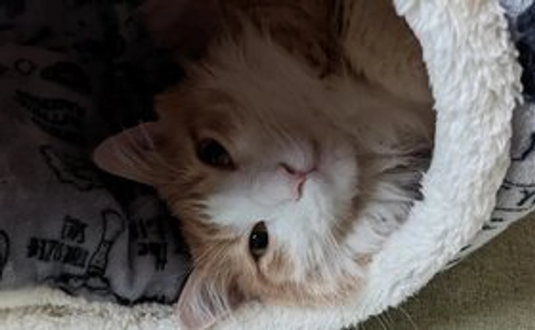 カイト頑張って