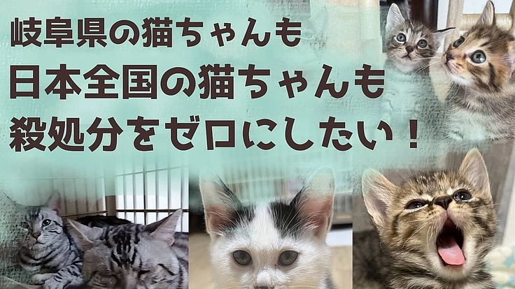 たくさんの猫たちが入所できるシェルターをつくりたい! 2枚目