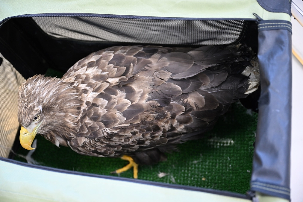 こちらのオジロワシも起立！