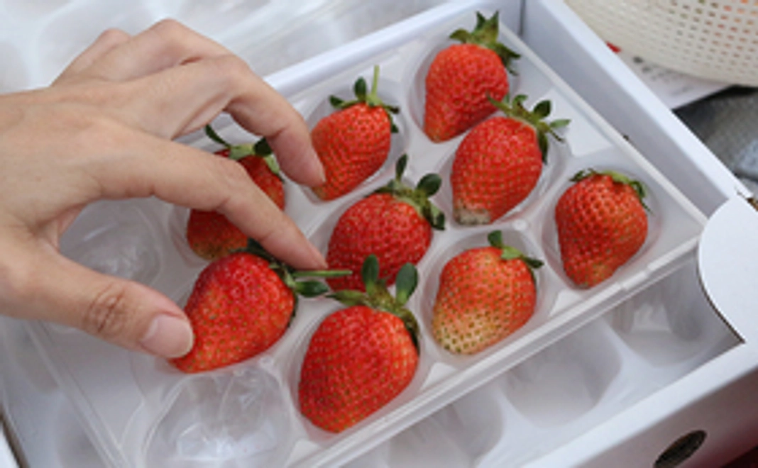 棚田完熟イチゴ3種