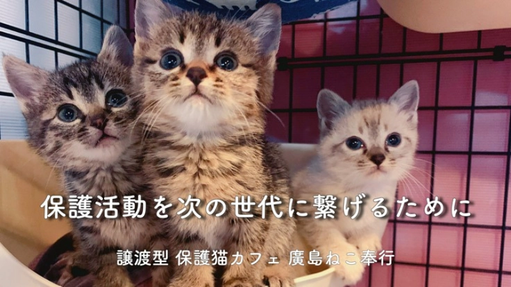 廣島ねこ奉行｜葬儀社開業で次世代に繋げられる保護活動を目指したい！