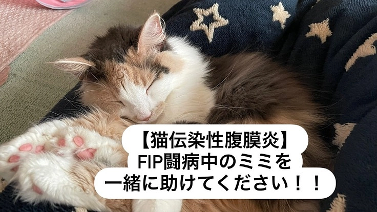 【FIP｟猫伝染性腹膜炎｠】闘病中のミミを一緒に助けてください！！