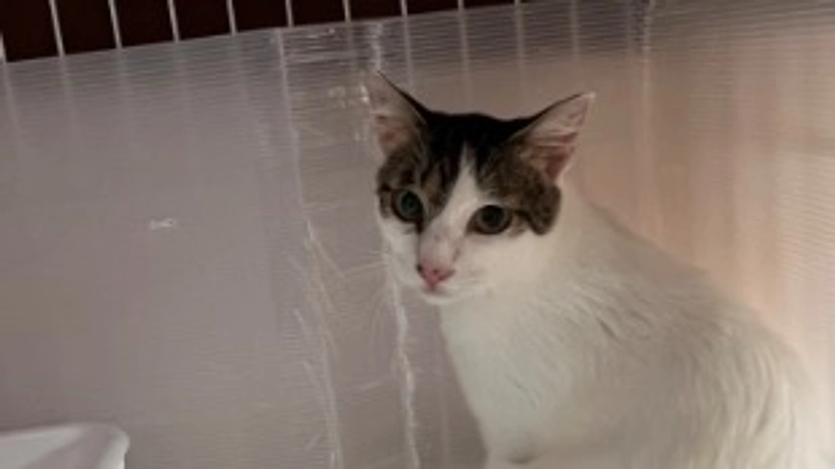 初期医療が終わって預かりさんの所へいきました！