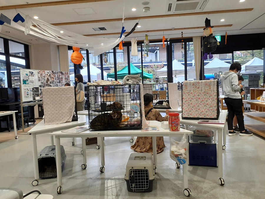 26日(土)の譲渡会のご報告