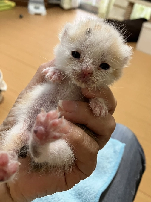 まつりが教えてくれたこと