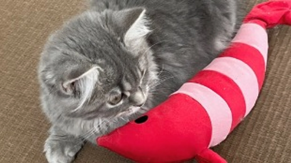 動物病院のこと