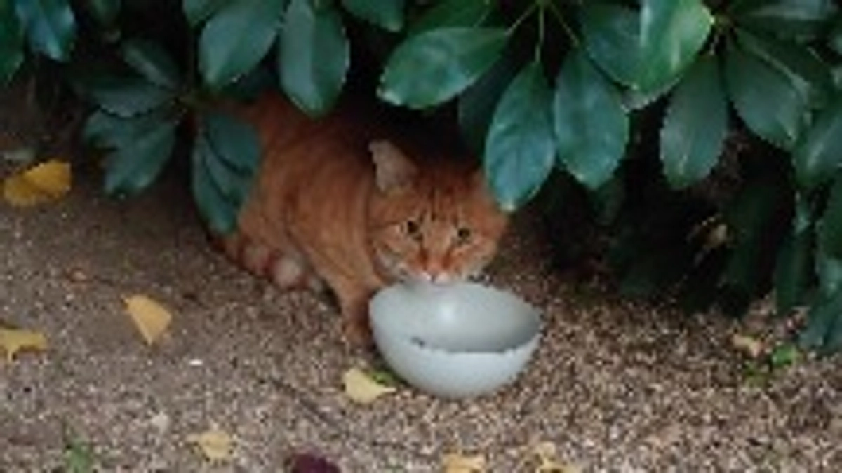 茶トラ　チャボ君