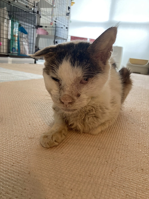 達成のお礼とネクストゴールのお願いです