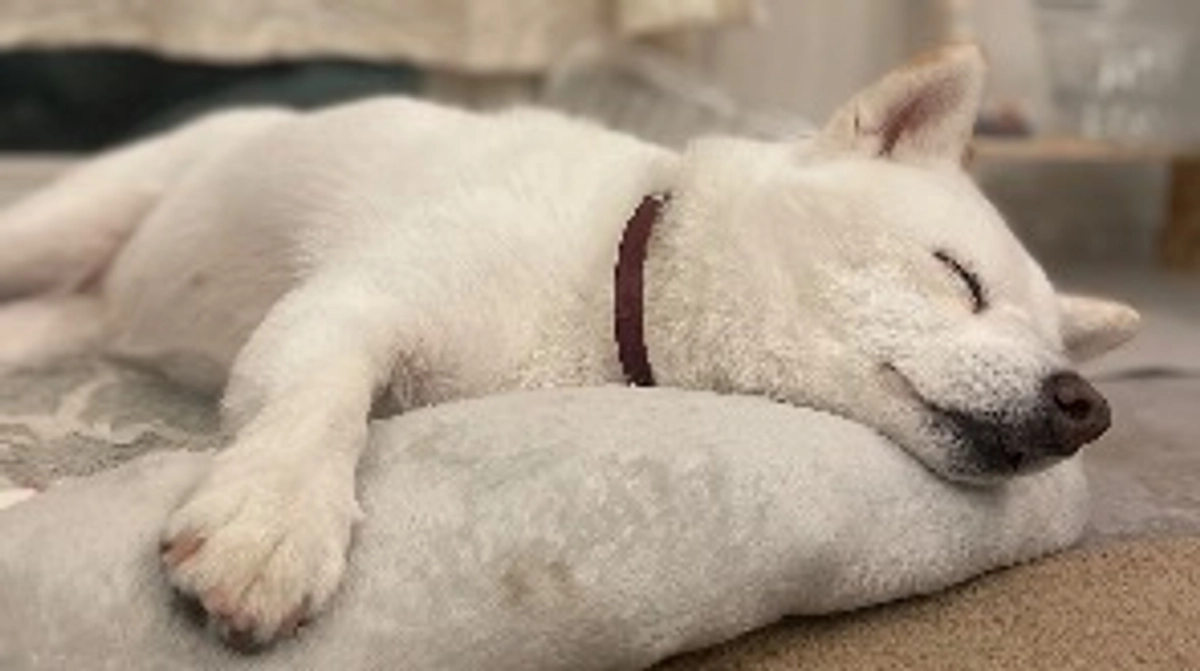 【ラストスパート】甲子の四十九日、老犬ホームプロジェクトを通して思うこと