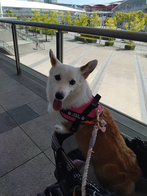 クルミ、５回目抗がん剤治療