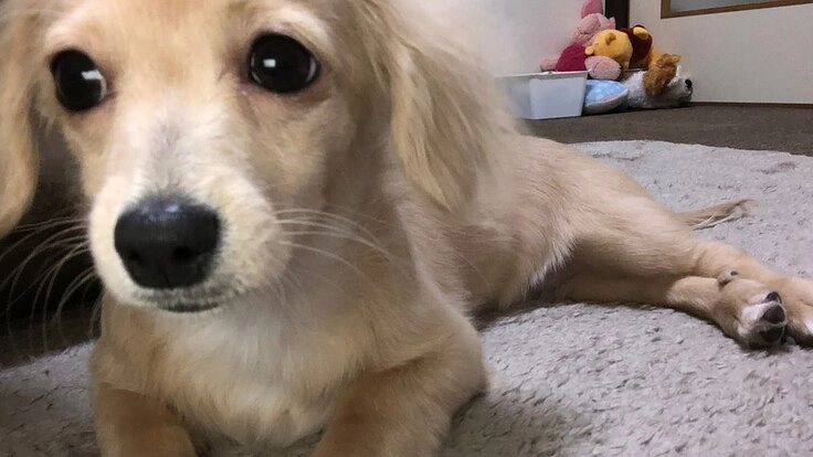 はなちゃんには時間が無いです、助けてください。