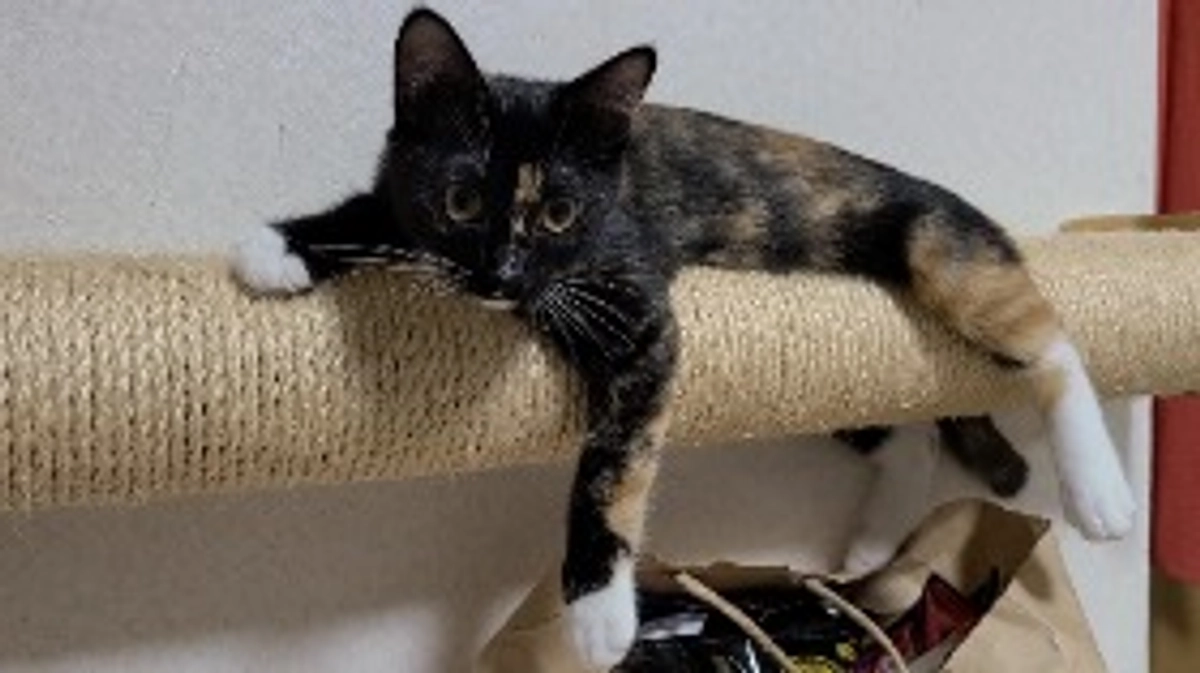 ラストスパート、ご支援にご協力何卒お願い致します。