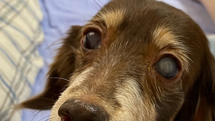 左眼失明の愛犬の白内障手術費用に御協力下さいませ