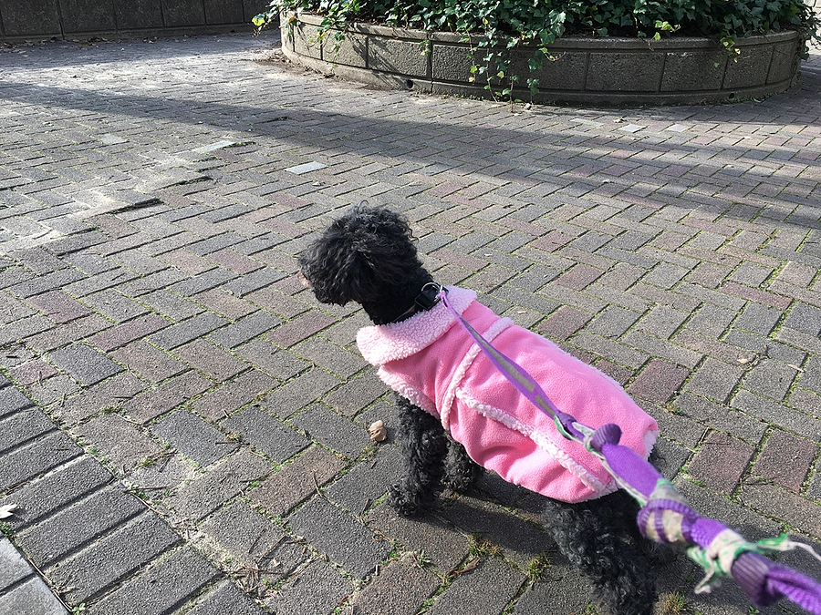 親子でお散歩ボランティアに来られるようになりました。