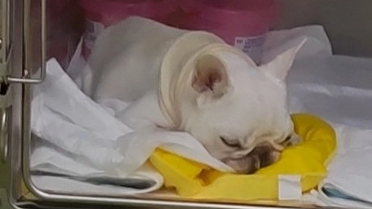 ソラちゃんの検査費用及び手術・入院費用にご支援をお願いいたします。