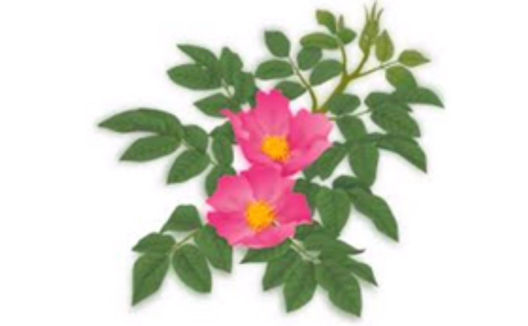 ハマナスの絵ハガキ