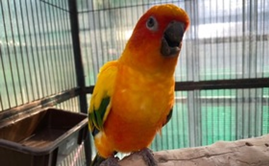 【さんちゃんへのリモート餌やり】さんちゃんのお誕生日をみんなでお祝いコース