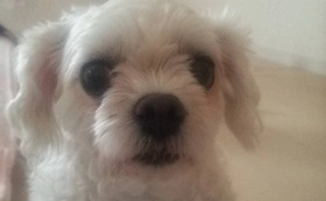 はなこへの支援➀リターン不要な方