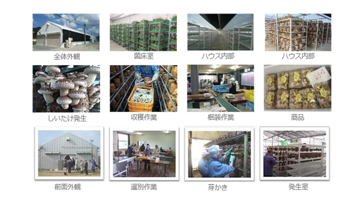 みんなに笑顔を！就労支援と椎茸栽培で日本を元気に！！