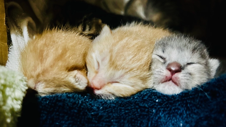 保護した猫達を幸せにしたい