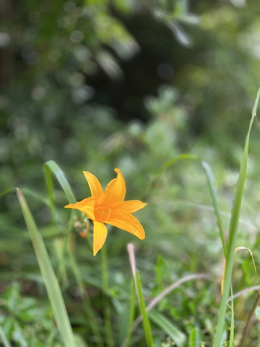 うみのね，開いています