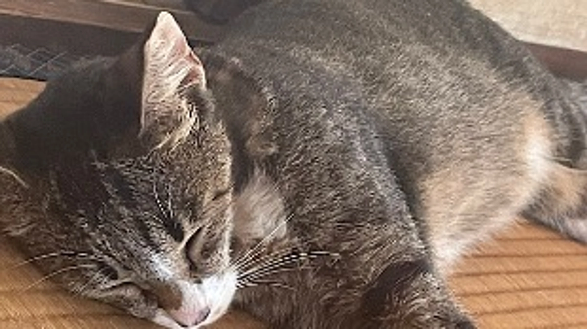 ちびちゃんのこれからについて。