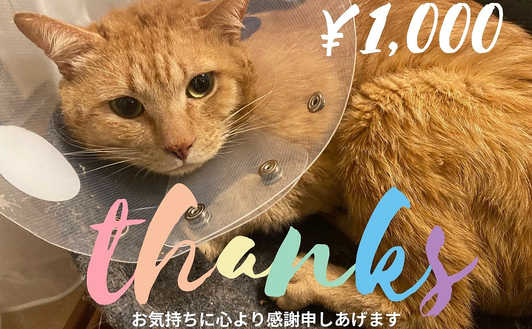 がんばれ!クッキー♡感謝のメール 1,000円コース