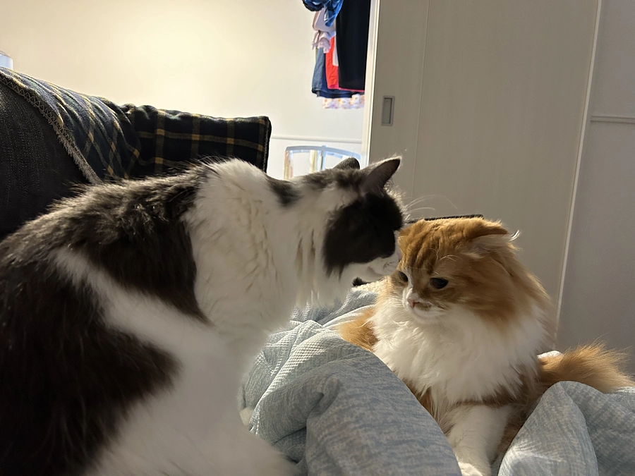 この度はご支援ありがとうございました🙇‍♀️🩷